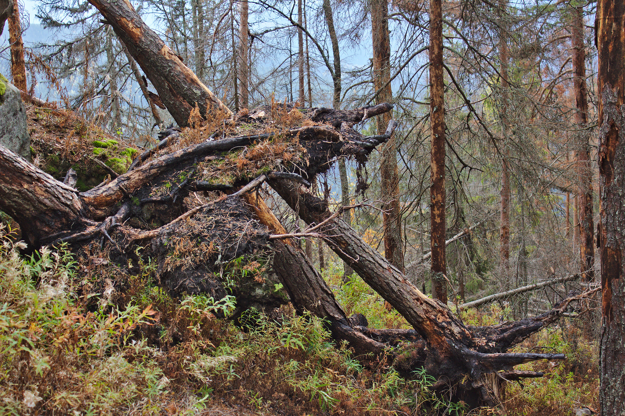 New Beginnings: A Guide